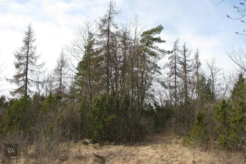 Elamumaa, 8878 m² Maa  -  Lääneranna vald, Virtsu alevik - foto 4