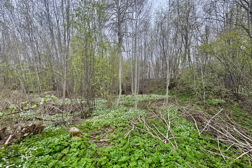 Земля жилой застройки, 1499 m² участок в Haapsalu linn, Tanska küla - фото 4