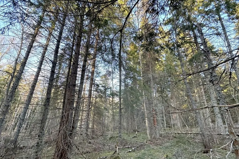 Elamumaa, 28900 m² Maa - Harku vald, Naage küla - foto 5