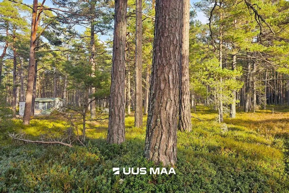 Elamumaa, 6394 m² Maa - Lääne-Nigula vald, Rooslepa küla / Roslep - foto 4