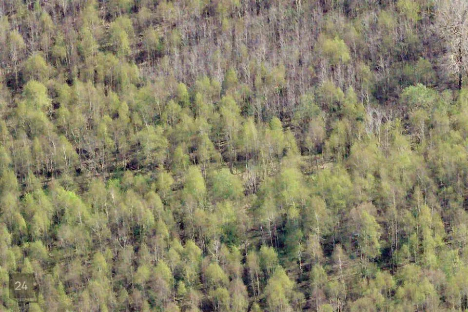 Maatulundusmaa, 97365 m² участок в Lääneranna vald, Parivere küla - фото 3