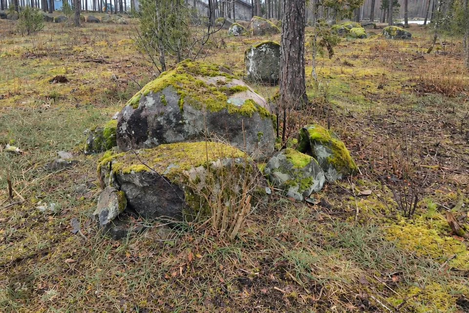 Elamumaa, 10001 m² Maa  -  Saaremaa vald, Jaani küla - foto 4