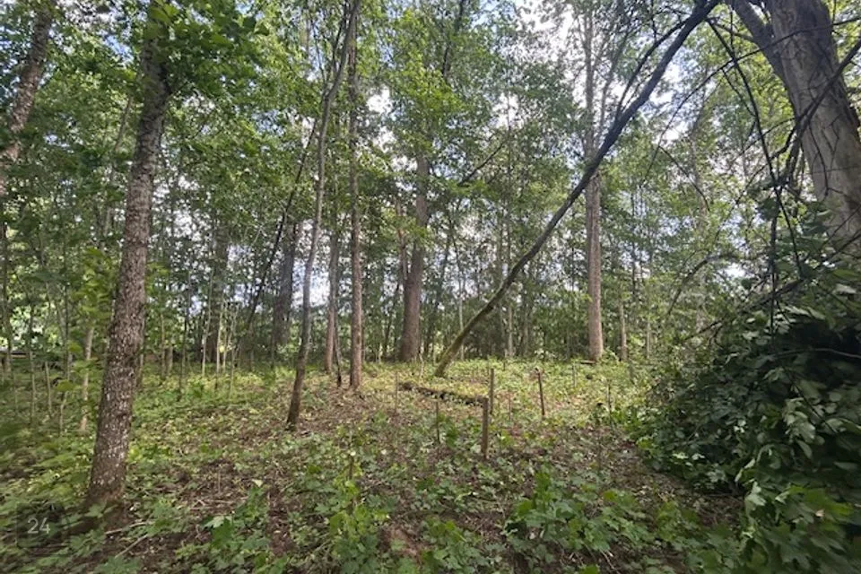 Maatulundusmaa, 3177 m² Maa  -  Türi vald, Saueaugu küla - foto 2