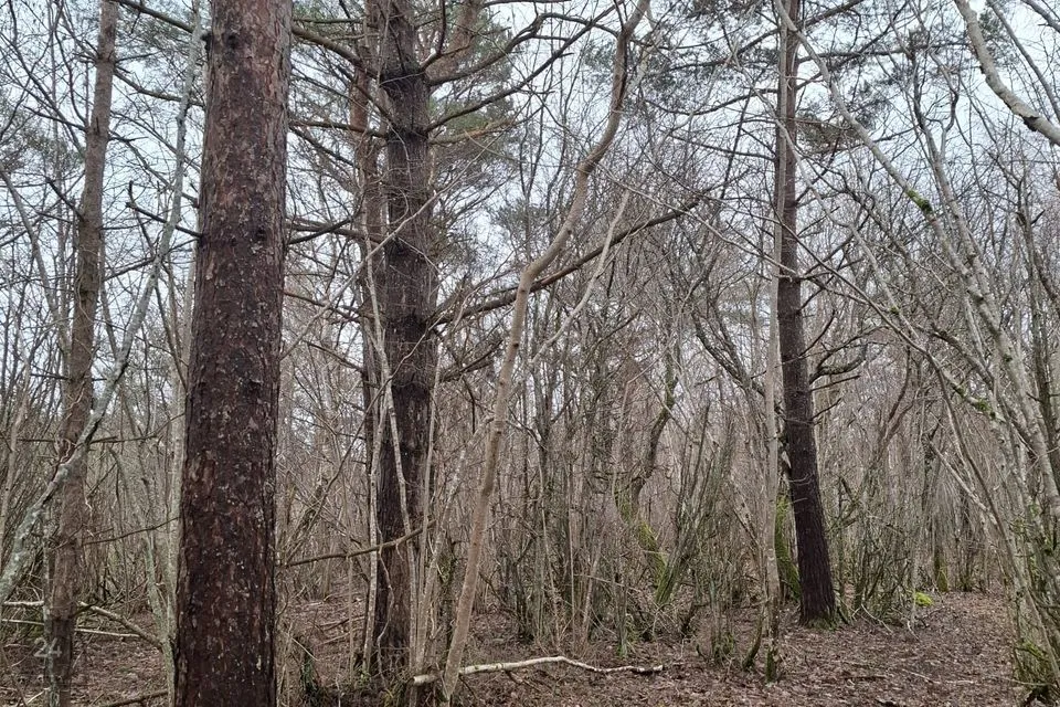 Maatulundusmaa, 7399 m² Maa - Saaremaa vald, Muratsi küla - foto 2