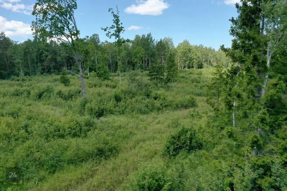 Maatulundusmaa, 69800 m² Maa  -  Saaremaa vald, Mustjala küla