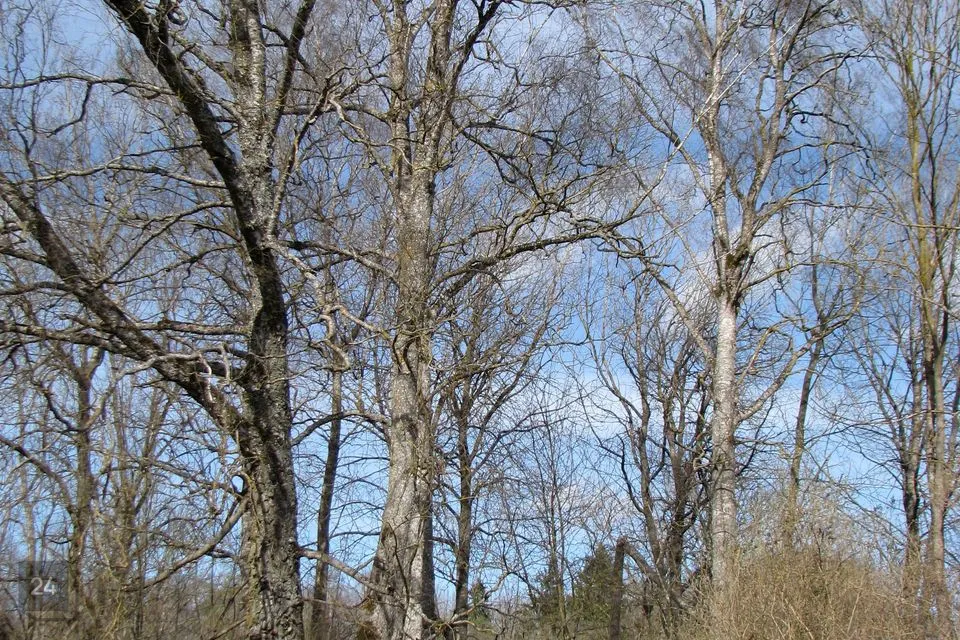 Residential land, 10673 m² land in Põltsamaa vald, Kalana küla - photo 4