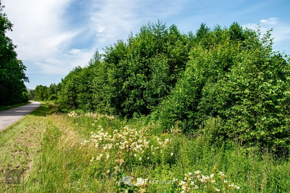 Maatulundusmaa, 11194 m² Maa - Lääneranna vald, Rädi küla - foto 3