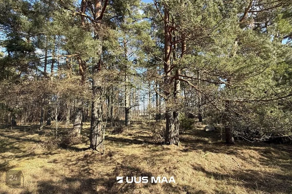 Elamumaa, 4905 m² Maa - Saaremaa vald, Laugu küla - foto 3