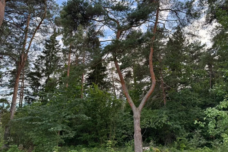 Maatulundusmaa, 14818 m² Maa - Lääne-Nigula vald, Vedra küla - foto 3