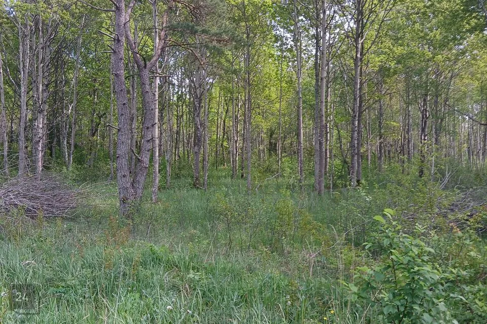 Maatulundusmaa, 6457 m² участок в Saaremaa vald, Suur-Randvere küla