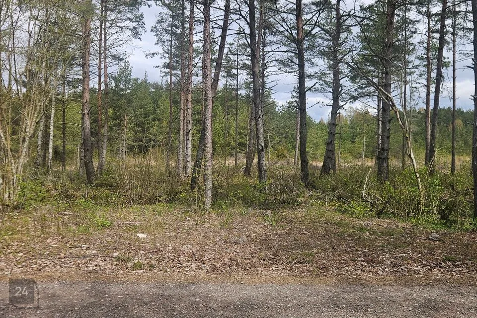 Elamumaa, 8548 m² Maa  -  Saaremaa vald, Muratsi küla - foto 3