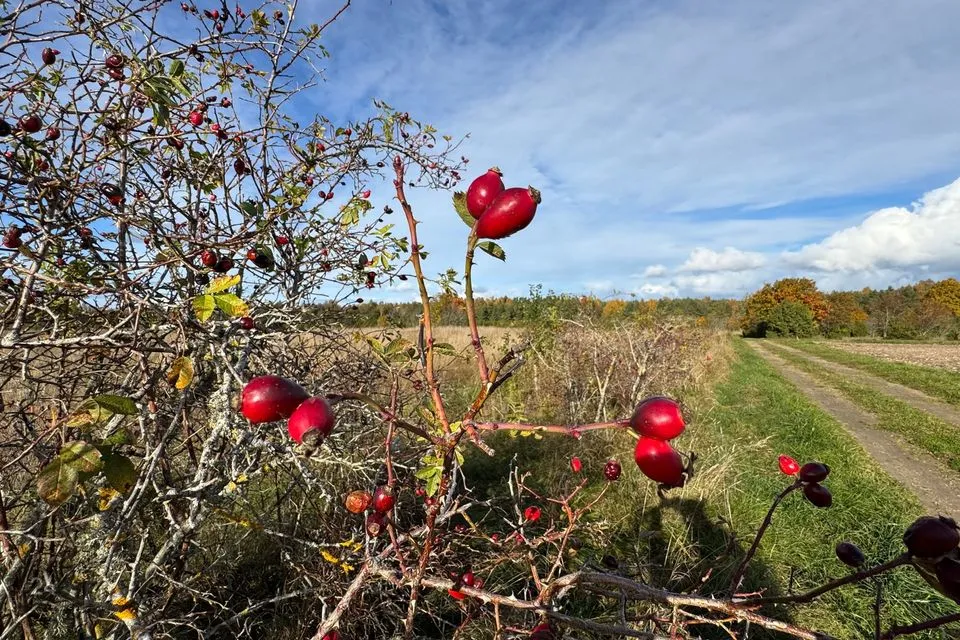 Maatulundusmaa, 25735 m² участок в Saaremaa vald, Pammana küla - фото 5