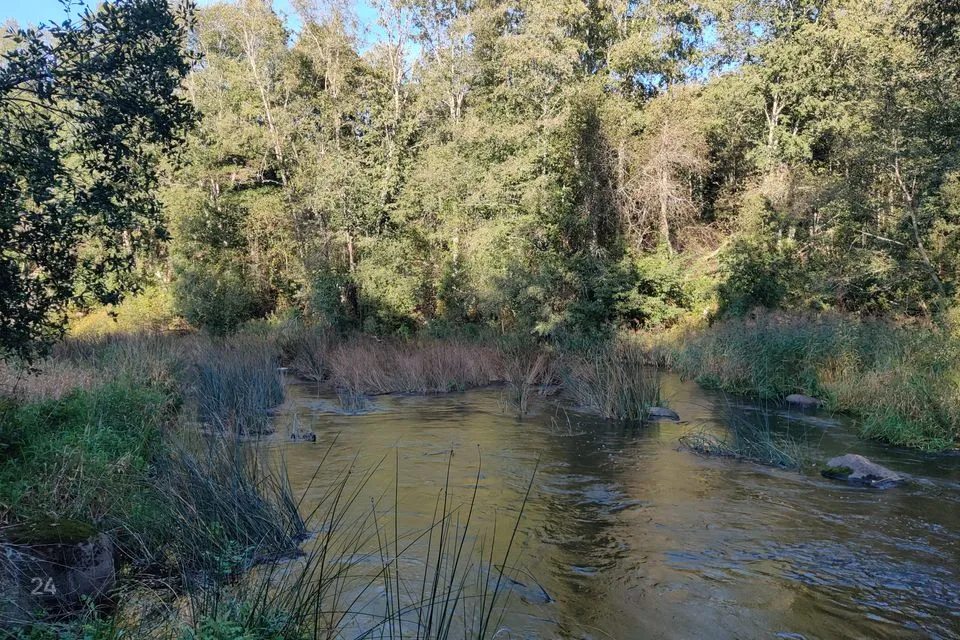 Maatulundusmaa, 9598 m² Maa  -  Saarde vald, Kanaküla - foto 3