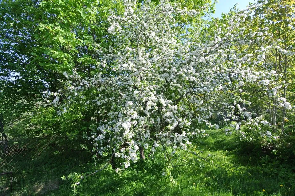 Elamumaa, 1662 m² Maa  -  Märjamaa vald, Märjamaa alev