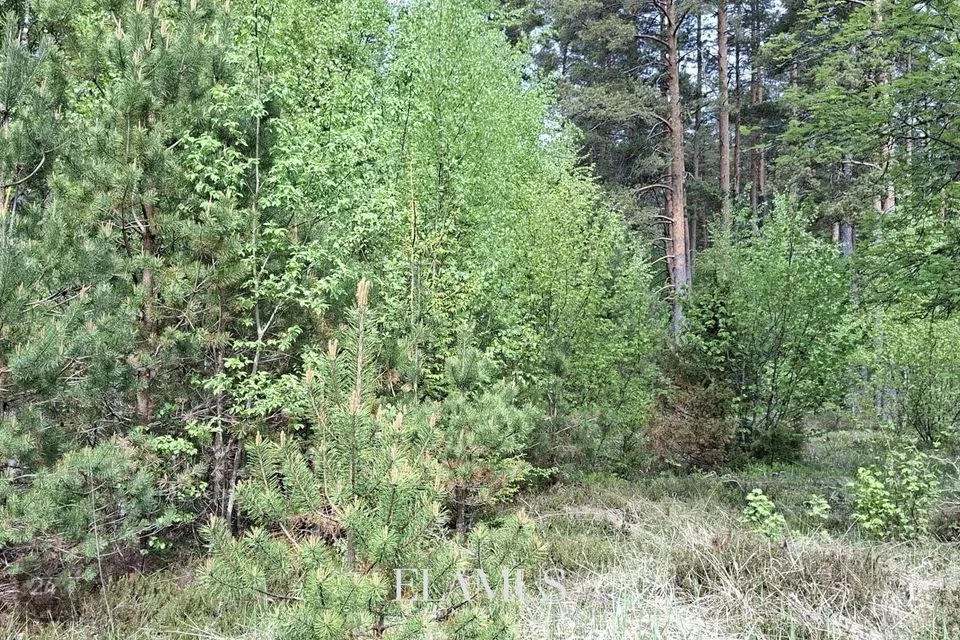 Земля жилой застройки, 4504 m² участок в Lääne-Nigula vald, Paslepa küla / Pasklep - фото 5
