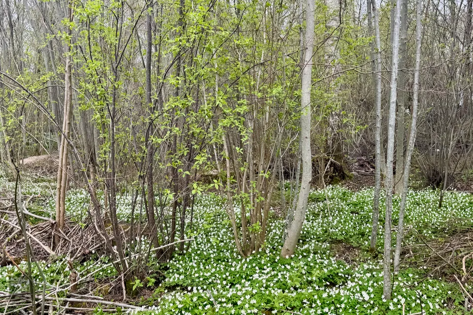 Земля жилой застройки, 1499 m² участок в Haapsalu linn, Tanska küla - фото 5