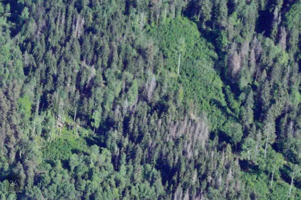 Maatulundusmaa, 110091 m² Maa  -  Otepää vald, Raudsepa küla - foto 2