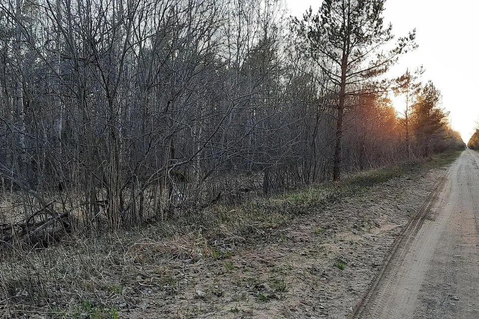 Maatulundusmaa, 12100 m² Maa  -  Saaremaa vald, Unimäe küla - foto 5