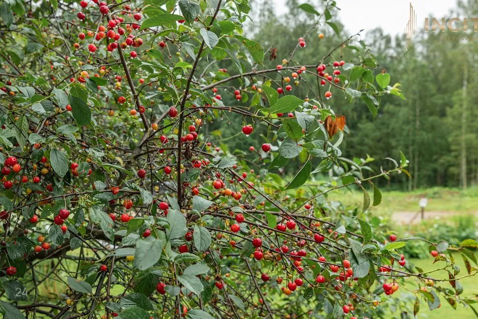 3-room Summer home in Võru vald, Navi küla - photo 4
