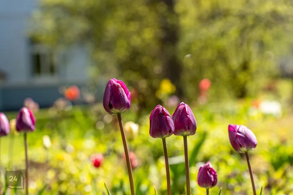 6-toaline Maja - Tallinn, Nõmme linnaosa - foto 4