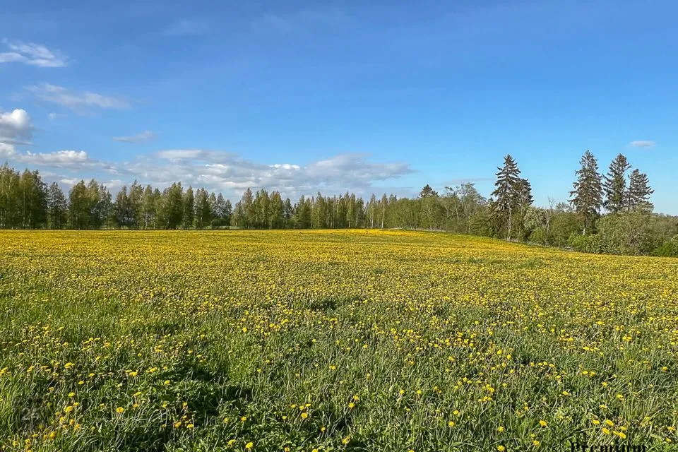 Maatulundusmaa, 18609 m² Maa  -  Lüganuse vald, Purtse küla - foto 2