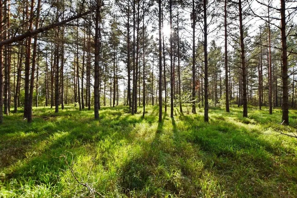 Maatulundusmaa, 38300 m² Maa  -  Muhu vald, Viira küla - foto 3