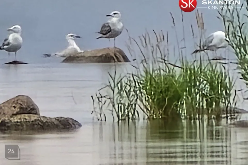 3-комнатная дом в Mustvee vald, Raja küla - фото 4