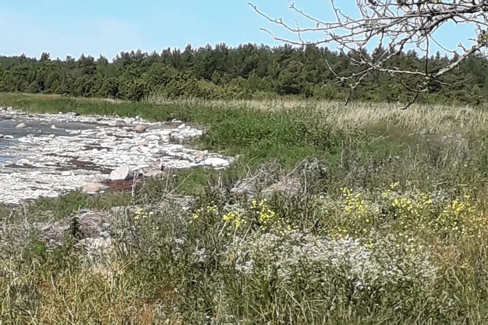 Elamumaa, 55900 m² Maa - Saaremaa vald, Kurevere küla - foto 4
