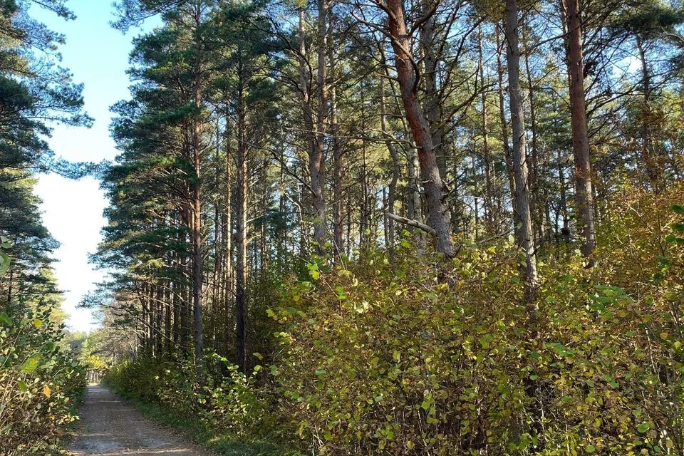 Maatulundusmaa, 10003 m² Maa - Saaremaa vald, Mändjala küla - foto 3