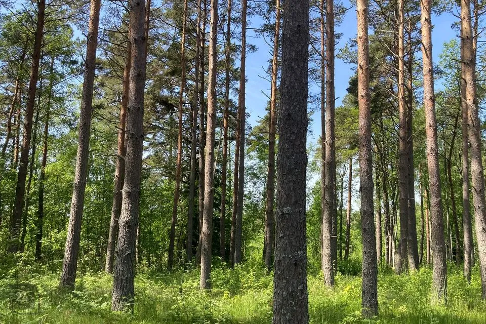 Земля жилой застройки, 11261 m² участок в Saaremaa vald, Järve küla