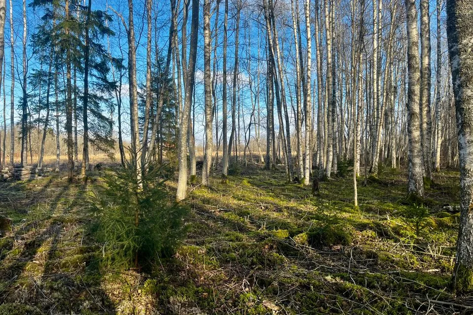 Земля жилой застройки, 8405 m² участок в Lääne-Nigula vald, Tusari küla