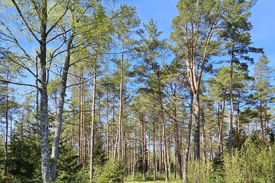Maatulundusmaa, 64263 m² участок в Lääne-Nigula vald, Rooslepa küla / Roslep - фото 5