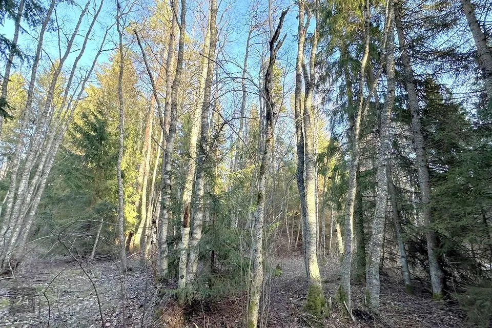 Elamumaa, 28900 m² Maa - Harku vald, Naage küla - foto 3