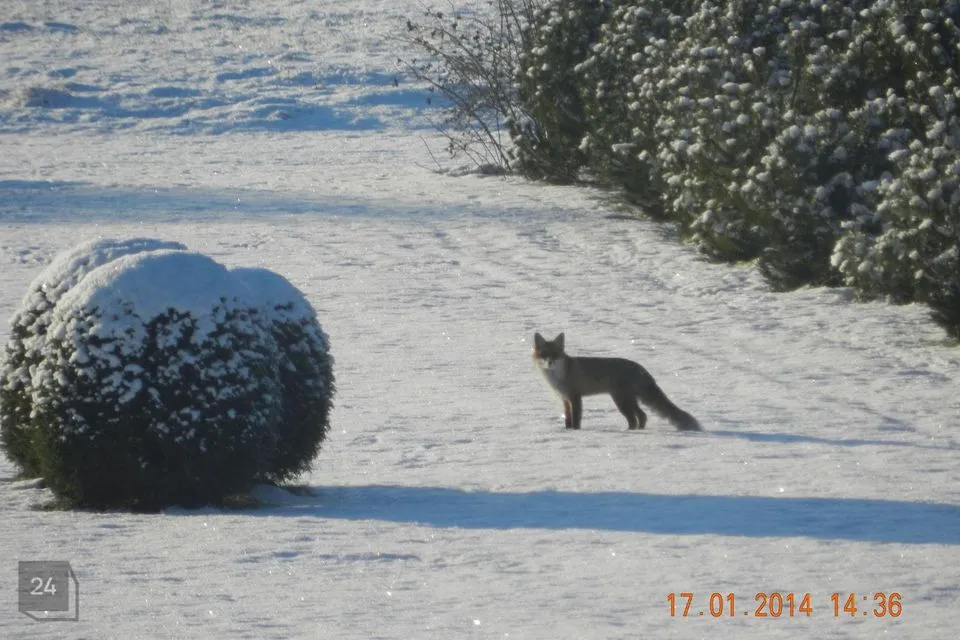 Elamumaa, 6484 m² Maa - Häädemeeste vald, Reiu küla - foto 3