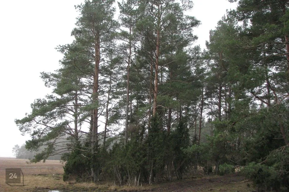 Land under protection or Residential land, 75360 m² land in Hiiumaa vald, Esiküla - photo 5