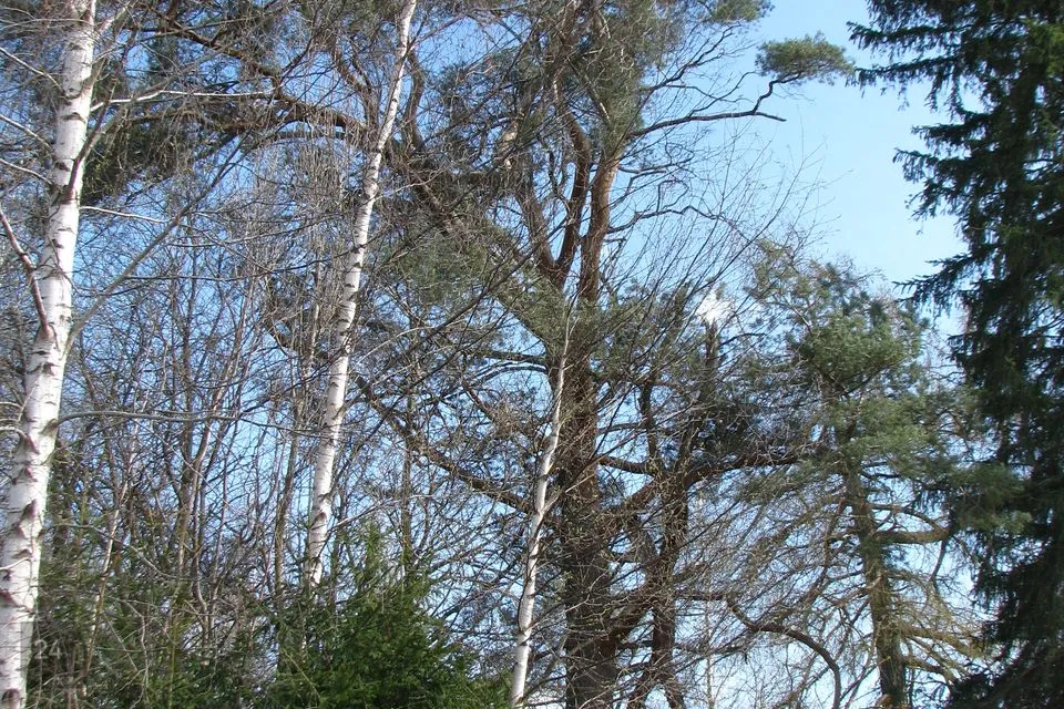 Residential land, 10673 m² land in Põltsamaa vald, Kalana küla - photo 3