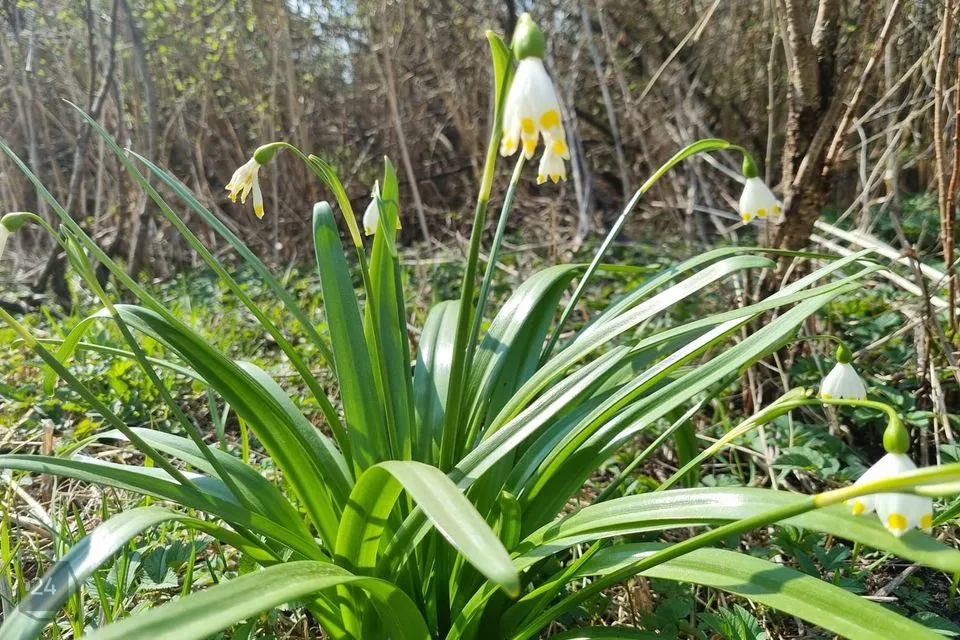 6-toaline Maja  -  Mustvee vald, Mustvee linn - foto 3