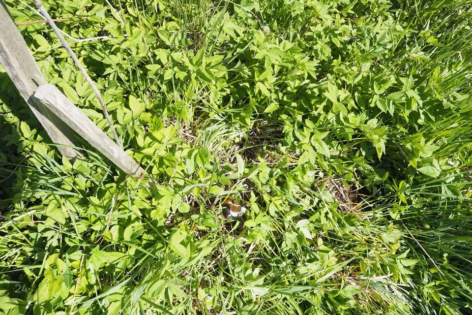 Elamumaa, 3601 m² Maa - Kuusalu vald, Sõitme küla - foto 5
