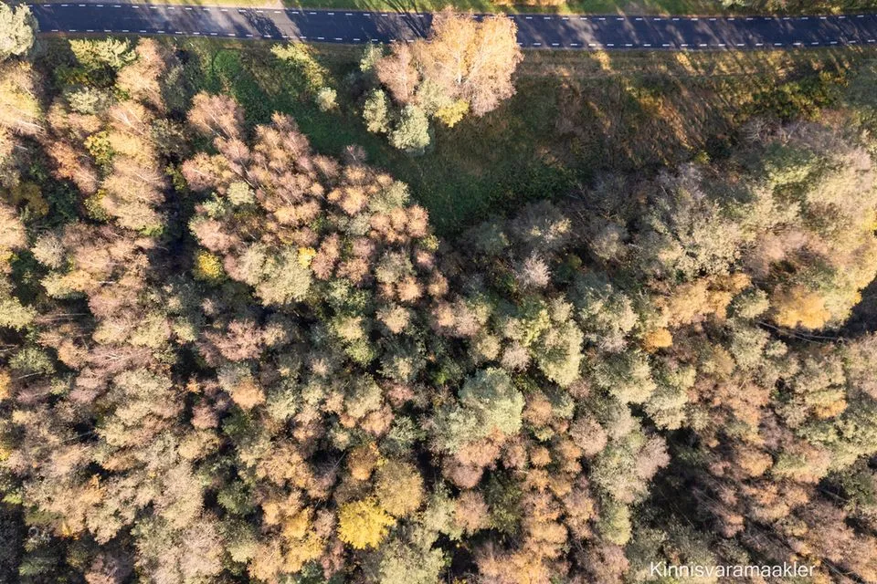 Elamumaa, 2961 m² Maa  -  Haljala vald, Pihlaspea küla - foto 3