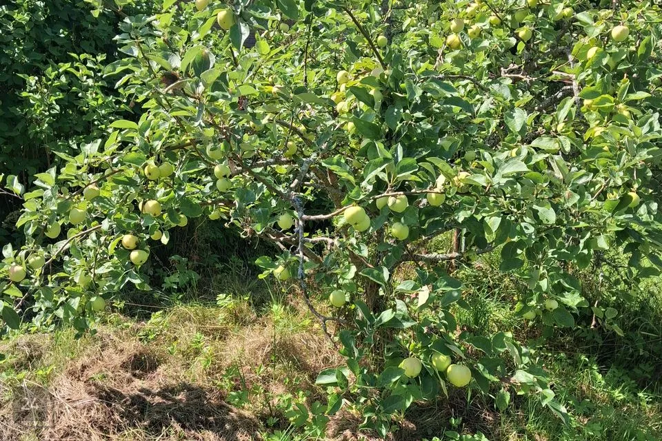 5-toaline Maja  -  Haapsalu linn, Herjava küla - foto 3