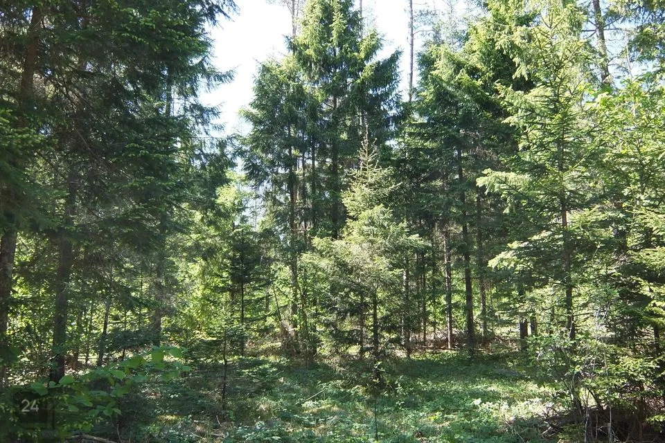 Maatulundusmaa, 13058 m² Maa  -  Anija vald, Lükati küla - foto 5