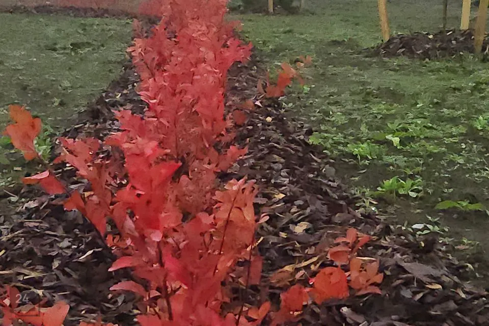 Elamumaa, 2000 m² Maa  -  Rae vald, Assaku alevik - foto 4