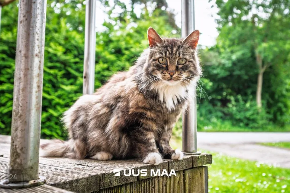 1-toaline Korter  -  Lääne-Harju vald, Karjaküla alevik - foto 3