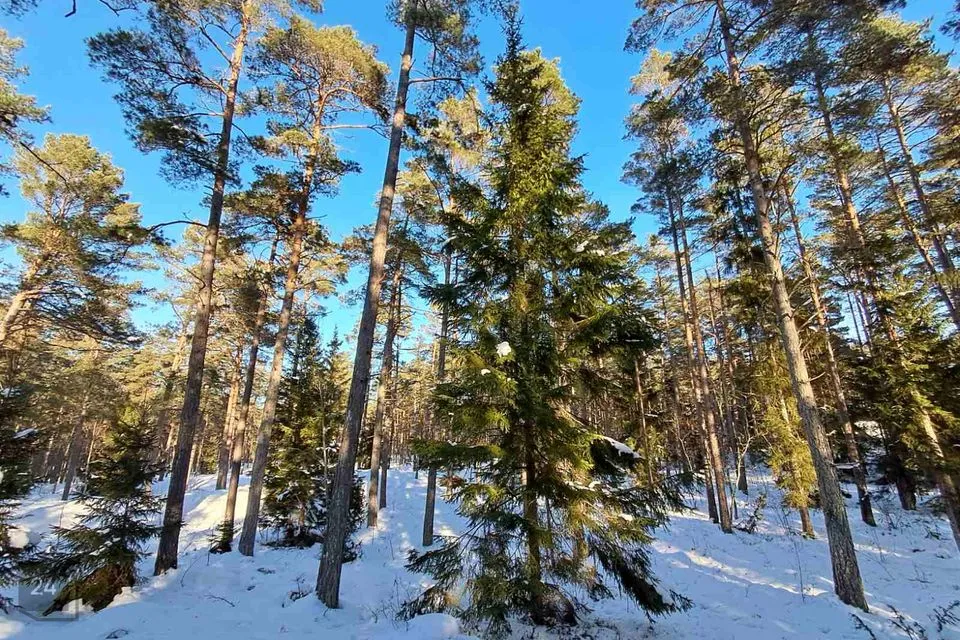 Maatulundusmaa, 16829 m² участок в Saaremaa vald, Soela küla - фото 3