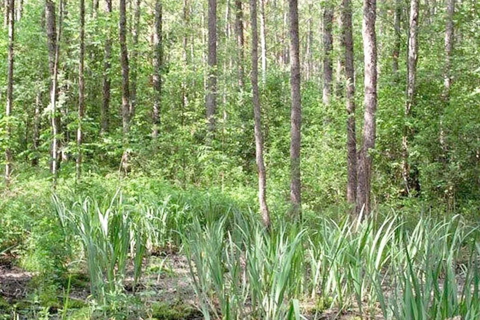 Maatulundusmaa, 9454 m² Maa - Hiiumaa vald, Jausa küla