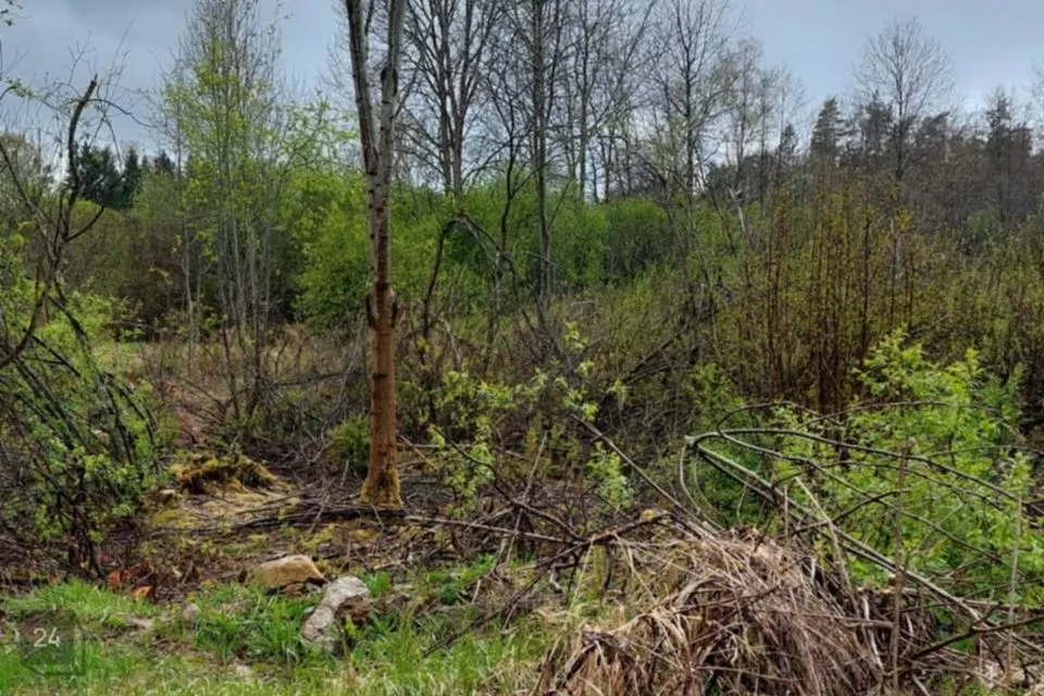 Elamumaa, 9950 m² Maa  -  Raasiku vald, Aruküla alevik - foto 2