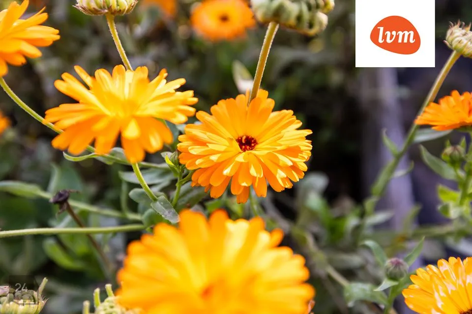 5-toaline Maja  -  Tallinn, Kesklinna linnaosa - foto 4