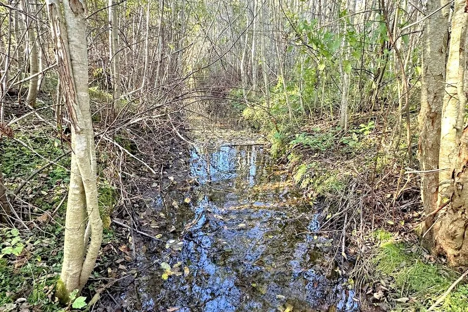 Maatulundusmaa, 33932 m² Maa  -  Kuusalu vald, Valkla küla - foto 5