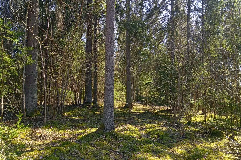 Земля жилой застройки, 4019 m² участок в Rapla vald, Sulupere küla - фото 4