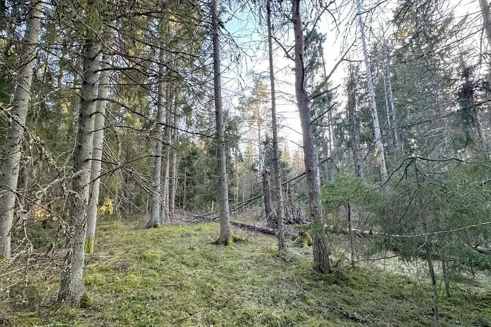 Elamumaa, 28900 m² Maa - Harku vald, Naage küla - foto 4